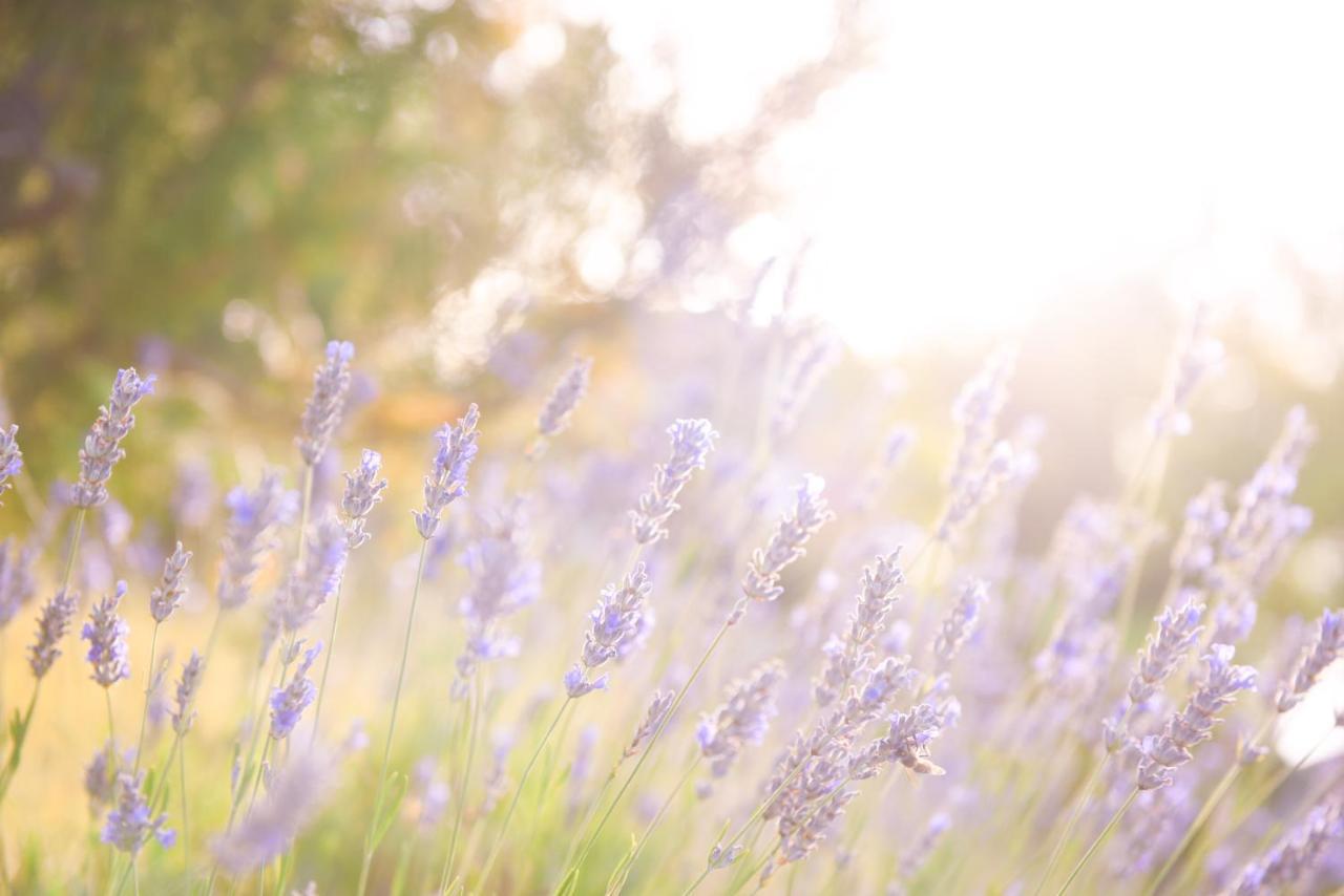 Lavanda Farm Apartmani Rakovica Luaran gambar