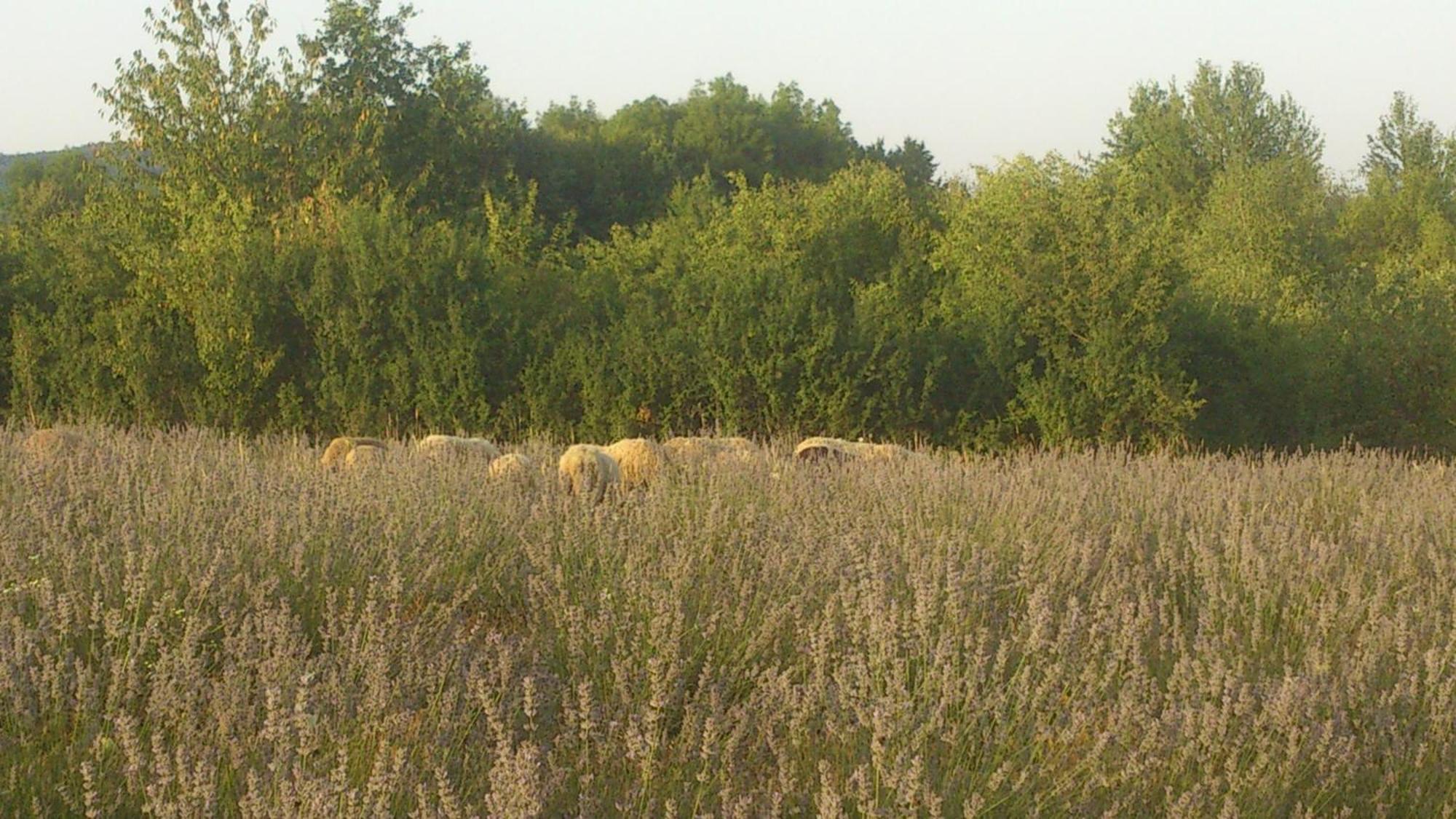 Lavanda Farm Apartmani Rakovica Luaran gambar