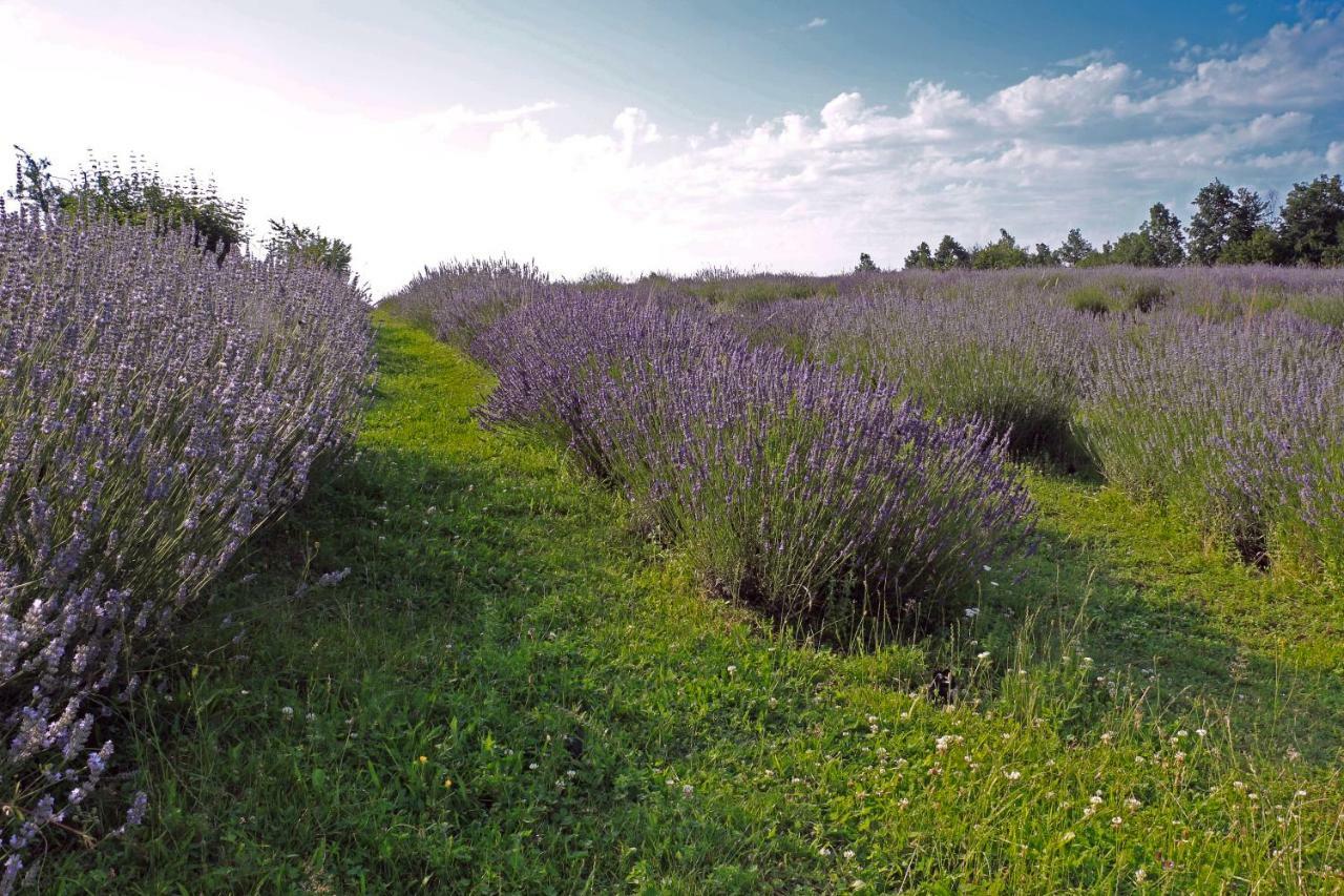 Lavanda Farm Apartmani Rakovica Luaran gambar