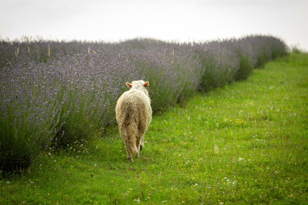 Lavanda Farm Apartmani Rakovica Luaran gambar